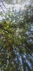 Natureza. Quilombo da Caçandoca